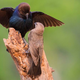 Image for article titled New Audubon Report Finds 78% Of Female Birds Sexually Harassed By Stranger Exposing Colorful Plumage